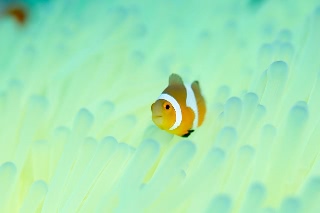 「カクレクマノミ(Western Clown Anemonefish)」のサムネイル画像