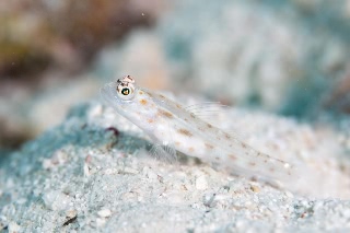 「シノビハゼ」のサムネイル画像