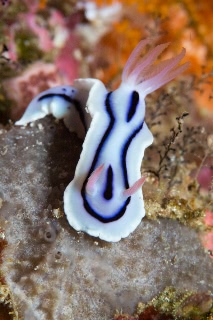 「ウミウシの仲間」のサムネイル画像