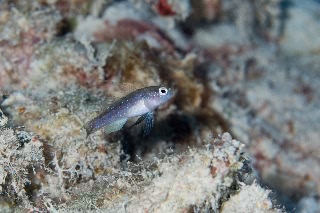 「無題」のサムネイル画像