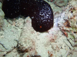 「クロナマコ」のサムネイル画像