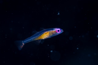 「アカメハゼ」のサムネイル画像