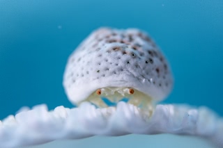 「オガサワラカイカムリ(ユキンコボウシガニ)」のサムネイル画像