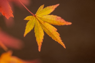 「無題」のサムネイル画像