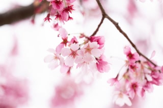 「ヨウコウザクラ(陽光桜)」のサムネイル画像