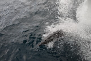 「ミナミバンドウイルカ(ミナミハンドウイルカ)」のサムネイル画像