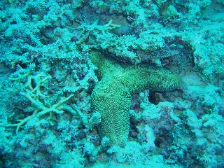 「クサビライシ」のサムネイル画像