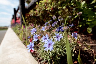 「植物の仲間」のサムネイル画像