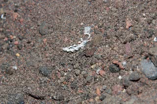 「サキシマミノウミウシ」のサムネイル画像