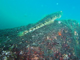 「アカエソ」のサムネイル画像