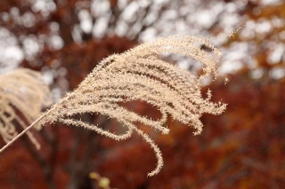 「ススキ」のサムネイル画像
