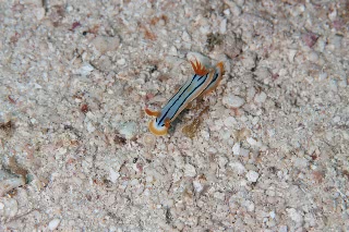 「シボリイロウミウシ」のサムネイル画像