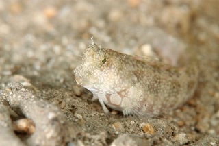 「ヤエヤマギンポ」のサムネイル画像