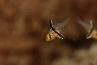 「マンジュウイシモチ」のサムネイル画像