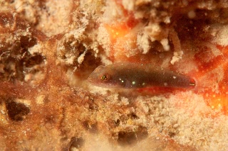 「無題」のサムネイル画像