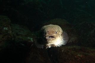 「ホテイウオ(ゴッコ)」のサムネイル画像