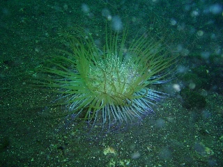 「ハナギンチャク」のサムネイル画像