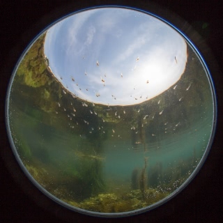 「フサカジカ」のサムネイル画像