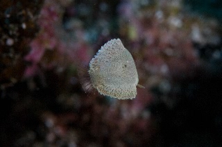 「ブチススキベラ」のサムネイル画像