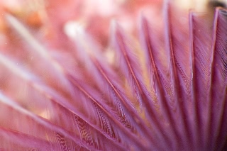 「ゴカイの仲間」のサムネイル画像