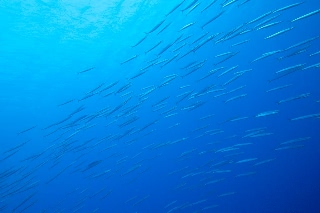 「無題」のサムネイル画像