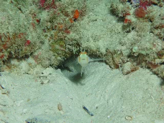 「ニチリンダテハゼ(Randall's prawn-goby)」のサムネイル画像