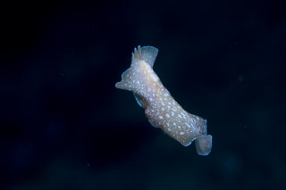 「ニセツノヒラムシの一種」のサムネイル画像