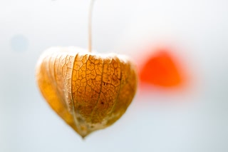 「ホオズキ」のサムネイル画像