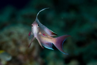 「キンギョハナダイ(日本)(Japanese Lyre-tail Basslet)」のサムネイル画像