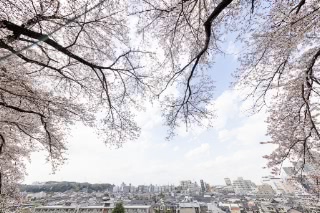 「ソメイヨシノ(染井吉野)」のサムネイル画像