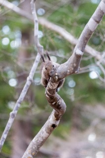 「エゾリス」のサムネイル画像