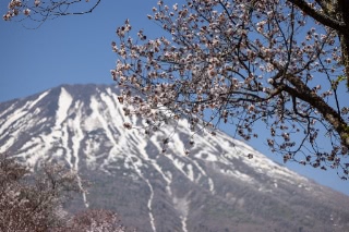 「オオヤマザクラ(エゾヤマザクラ,ベニヤマザクラ)」のサムネイル画像