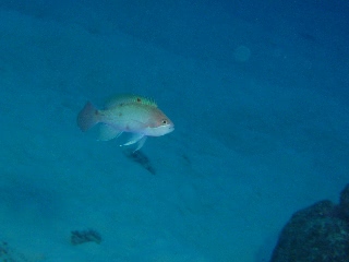 「ケラマハナダイ(Stocky Anthias)」のサムネイル画像