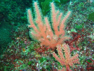 「ウミトサカ？」のサムネイル画像