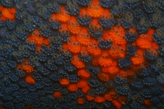 「イトマキヒトデ」のサムネイル画像