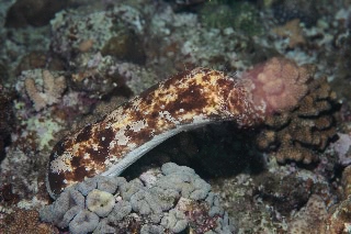 「オオクリイロナマコ」のサムネイル画像