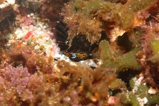 「ウミウシの仲間」のサムネイル画像