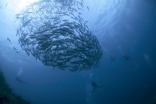 「ギンガメアジ(Bigeye trevally)」のサムネイル画像