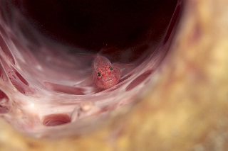 「セボシウミタケハゼ(Common ghost goby)」のサムネイル画像