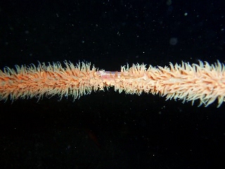 「ガラスハゼ」のサムネイル画像