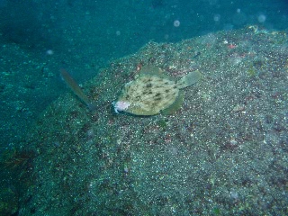 「カワハギ」のサムネイル画像