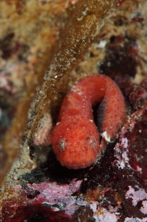 「スナビクニン」のサムネイル画像