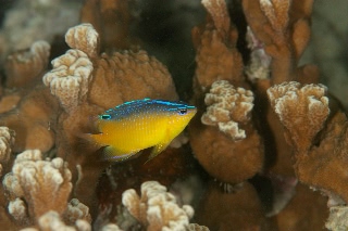 「Bluespot damsel(ブルースポットダムセル)」のサムネイル画像