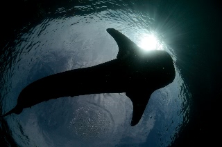 「ジンベエザメ(ジンベイザメ)」のサムネイル画像