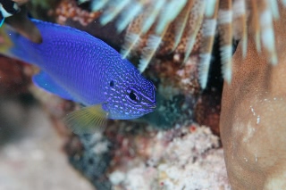 「クジャクスズメダイ」のサムネイル画像