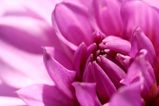 「ダリア(テンジクボタン,天竺牡丹,dahlia)」のサムネイル画像