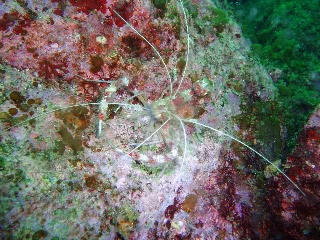 「オトヒメエビ(Banded boxer shrimp)」のサムネイル画像
