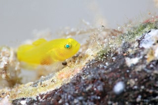 「ミジンベニハゼ」のサムネイル画像