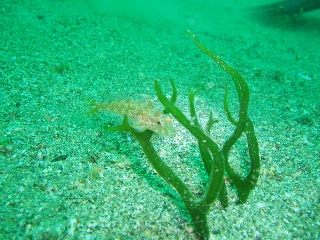 「アナハゼ」のサムネイル画像