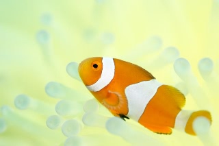 「カクレクマノミ(Western Clown Anemonefish)」のサムネイル画像